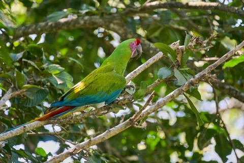 Great green macaw (Ara ambiguus) Costa Rica