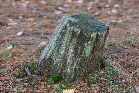 Dead trees and branches are full of life and contribute to biological diversity in nature. Ystad,
