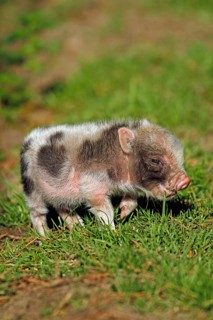 Pot-bellied pig (Sus scrofa domesticus), young animal