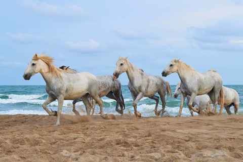 Group of white Camargue horses running along the sandy beach, the sea in the background under a