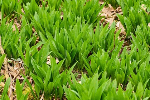 Wild garlic (Allium ursinum) growing in a forest in spring, Bavaria, Germany, Europe