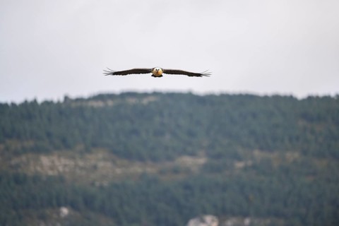Bearded Vulture (Gypaetus barbatus) adult bird in flight with mountains in the backround, Pyrenees,