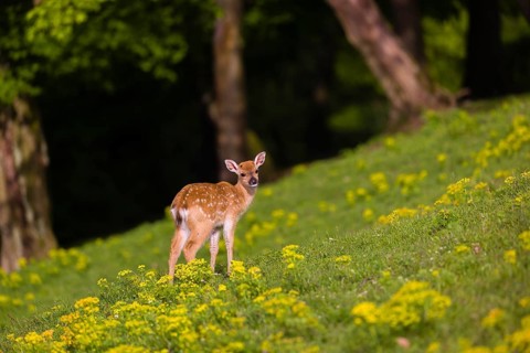 One young Manchurian sika deer or Dybowski's sika deer (Cervus nippon mantchuricus or Cervus nippon