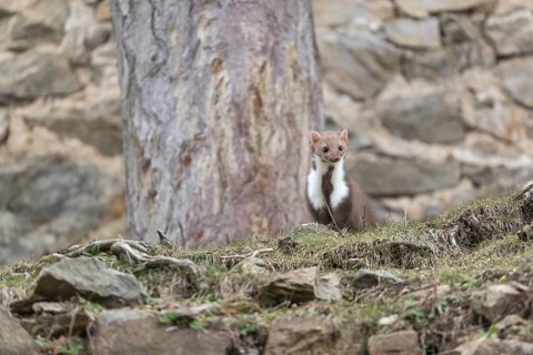 One beech marten running between the stones of a ruin of an ancient castle looking for food