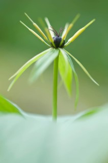 Herb Paris (Paris quadrifolia), Emsland, Lower Saxony, Germany, Europe