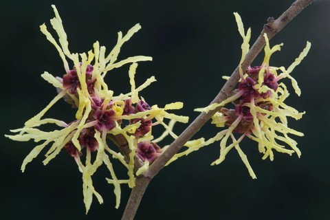 Witch hazel (Hamamelis mollis Pallida), Emsland, Lower Saxony, Germany, Europe