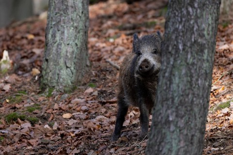 Wild boar (Sus scrofa), overrunner, Daun, Germany, Europe