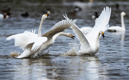 Tundra Swan, Bewick's Swan, Cygnus columbianus at winter in Slimbridge, England, United Kingdom,