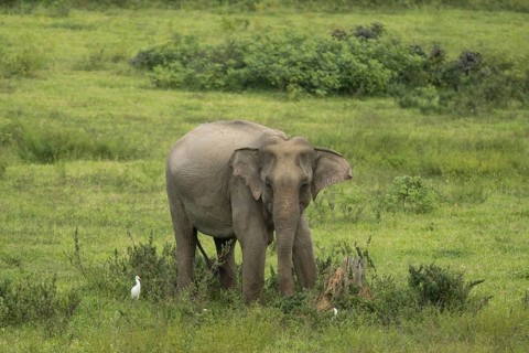 Indian elephants (Elephas maximus indicus), Khiri Khan, Hua Hin, Kui Buri National Park, Thailand,
