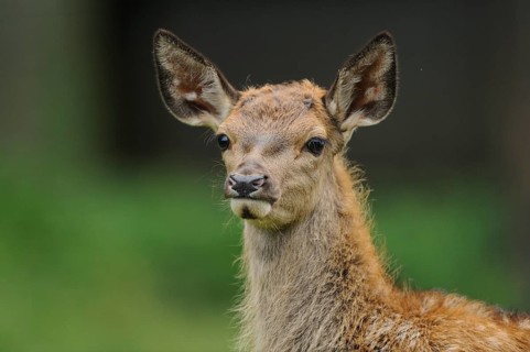 A young stag with large ears looks curiously at its surroundings, red deer (Cervus elaphus),