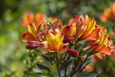 Inkalilien (Alstroemeria), Münsterland, North Rhine-Westphalia, Germany, Europe
