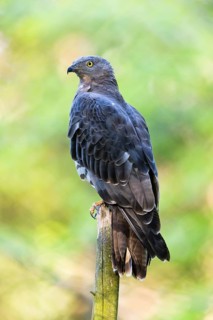 European Honey Buzzard (Pernis apivorus), adult male perched on a pole, Bavarian Forest, Bavaria,