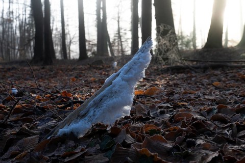 Ice crystals on the dead wood of a branch, North Rhine-Westphalia, Germany, Europe