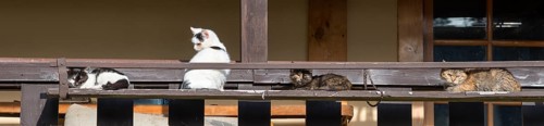 Four cats relaxing on a wooden veranda in the rural sunshine, Central Bohemia, Czech Republic,