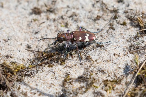 Northern Dune Tiger Beetle (Cicindela hybrida), adult on a sandy track, Texel, Holland