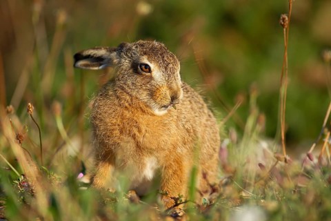 European brown hare (Lepus europaeus) juvenile baby leveret animal feeding in grassland in summer,