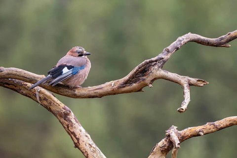 Eurasian jay (Garrulus glandarius), sitting on a branch, Terfens, Tyrol, Austria, Europe
