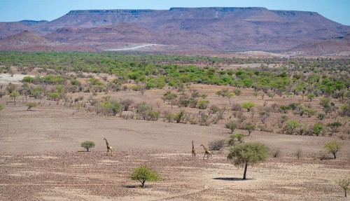 Three Angola giraffes (Giraffa giraffa angolensis) in dry desert landscape with table mountains,