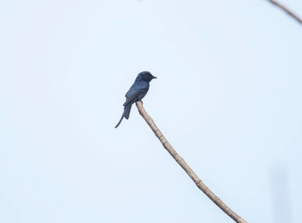 King drongo, black drongo (Dicrurus macrocercus), Kaeng Krachan National Park, Phetchaburi