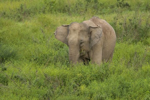 Indian elephants (Elephas maximus indicus), Khiri Khan, Hua Hin, Kui Buri National Park, Thailand,