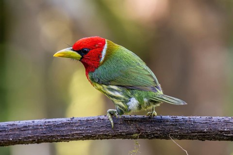 Red-headed barbet (Eubucco bourcierii), male, Mindo Forest Reserve, Mindo, Ecuador, South America
