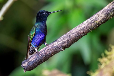 Velvet-purple coronet (Boissonneaua jardini), Mindo Forest Reserve, Mindo, Ecuador, South America