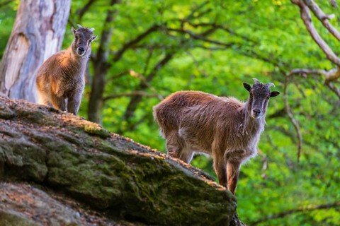 Two female Himalayan grays (Hemitragus jemlahicus) are standing on a rock in a green forest