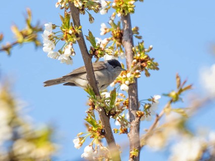 Blackcap (Sylvia atricapilla), adult male, perched in a flowering cherry tree, Hesse, Germany,