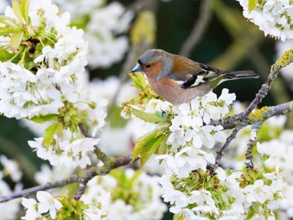 Common Chaffinch (Fringilla coelebs), adult male, perched in a flowering cherry tree, Hesse,