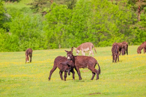 Two mixed breed donkey stallions fight