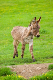 A mixed breed donkey foal runs across a green meadow