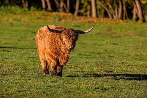 A Highland cow (Bos primigenius taurus) crosses a green pasture in early morning light