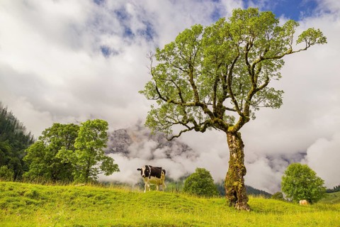 A cow stands under a Sycamore maple tree, Acer pseudoplatanus, in summertime. Mountains in the