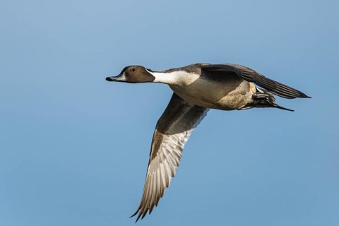 Northern Pintail, Anas acuta, male in flight over winter marshes