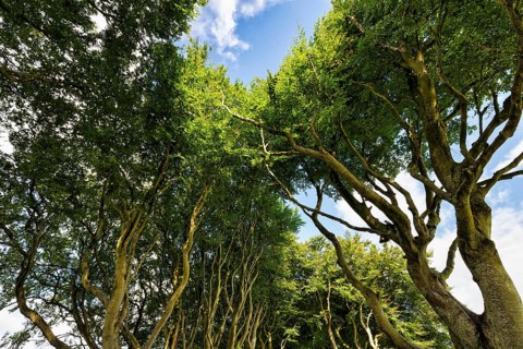 Treetops in the sunlight, famous beech avenue, The Dark Hedges, tunnel avenue, view upwards,