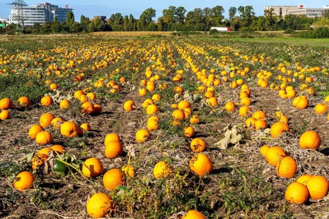 Pumpkin field, ripe pumpkins, shortly in front of harvest, near Neuss, North Rhine-Westphalia,