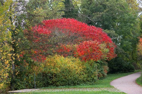 Vinegar tree (Rhus typhina) in autumn colour, Dinkelsbühl, Bavaria, Germany, Europe