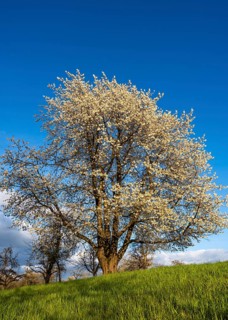 A white blossoming fruit tree in a meadow in spring. Sunshine, blue sky, golden hour. Small