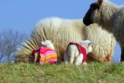 Two lambs with clothes on a green meadow next to a sheep, Elbe dike, Hitzacker, Damnatz, Wendland,