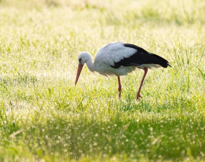 White stork (Ciconia ciconia) foraging in a meadow in the early morning, dew beads on the grass,