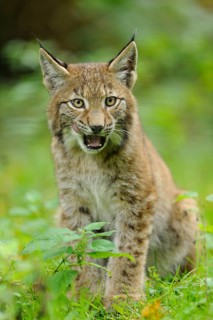 A young lynx growls slightly as it peers out of the dense, green forest, Eurasian lynx (Lynx lynx),