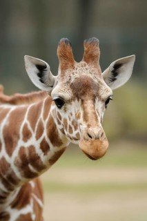 Close-up of a giraffe with brown and white fur and a curious look, reticulated giraffe (Giraffa