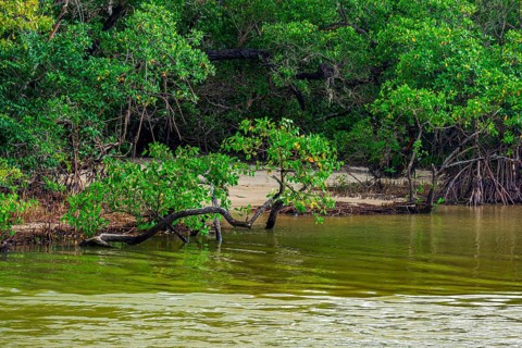 Small beach hidden between the mangrove vegetation and the river waters on the coast of Bahia Serra