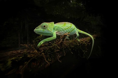 Juwenile chameleon (Calumma p. cristifer) in the rainforests of Andasibe National Park in eastern