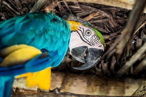 Blue and yellow macaw (Ara ararauna), Aviario Nacional de Colombia, Via Baru, Province of