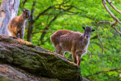Two female Himalayan grays (Hemitragus jemlahicus) are standing on a rock in a green forest