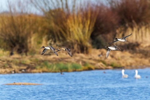 Northern Pintail, Anas acuta, birds in flight over winter marshes