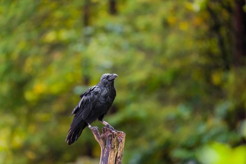 A Common Raven (Corvus corax) sitting on the roots of a fallen tree. In the background you can see