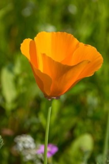 California poppy (Eschscholzia californica), Münsterland, North Rhine-Westphalia, Germany, Europe