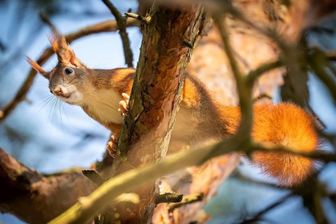 Squirrel (Sciurus vulgaris) sitting on a pine branch, Baden-Württemberg